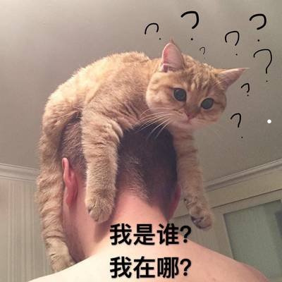 新手铲屎官在饲养猫咪的过程中总会出现各种各样的问题怎么消除猫的