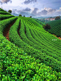世界最出名竞博的茶叶品牌有哪些(图1)