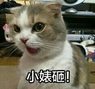 美短多少钱一只幼崽