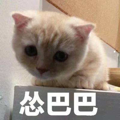 猫咪图片及价格