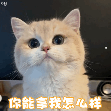 什么宠物猫好养又干净又聪明