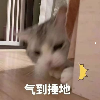 几个月的小猫可以配种