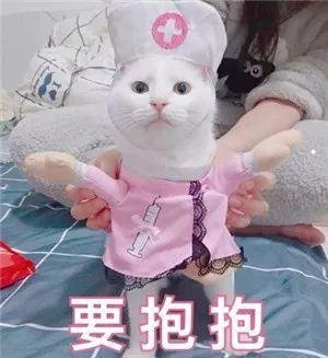 金毛小犬怎么喂养