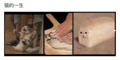 成都卖猫咪的地方