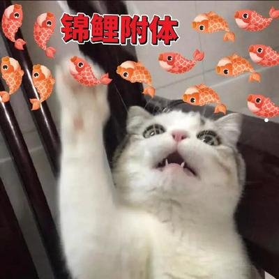 猫呼吸的时候咕噜咕噜