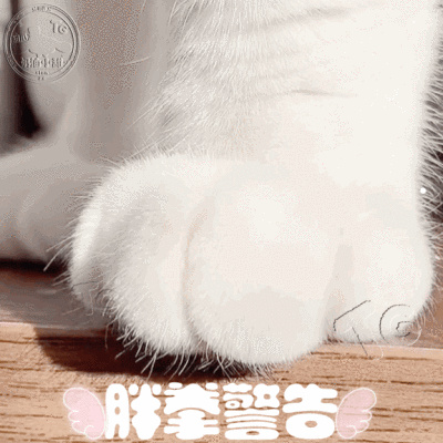 刚出生的小猫咪如何喂养