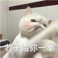 狗狗图片大全