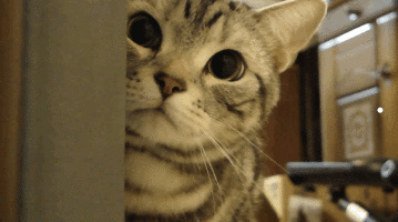 布偶猫为什么不能养六楼