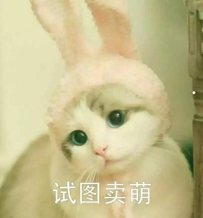 布偶猫的品种分类