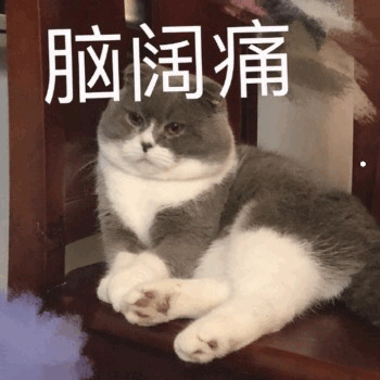 美国短毛猫最便宜多少钱一只
