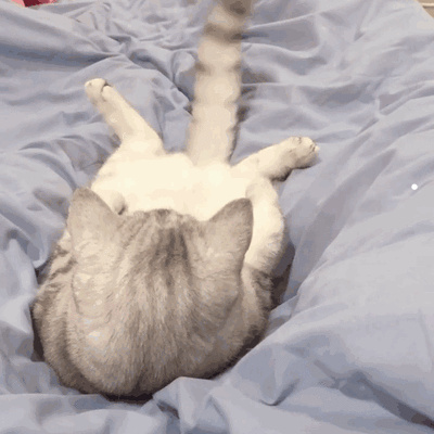 头很圆的猫是什么品种