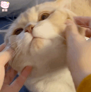 烟灰色美短猫值多少钱