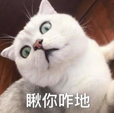 最好喂养的猫咪品种-猫比较好养的品种有哪些(2022更新中)