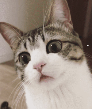 豹猫图片