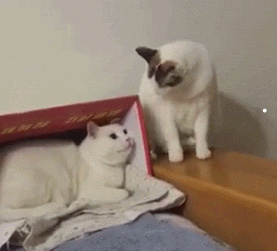 怎么可以判断猫咪是否有狂犬病