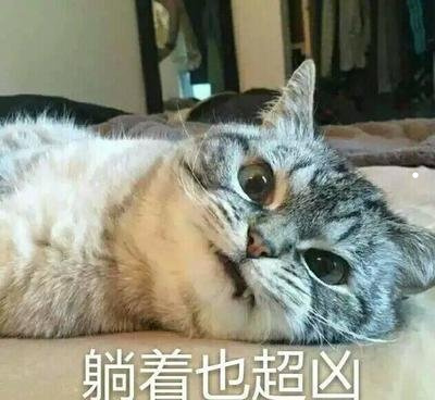 狗狗的名字旺财