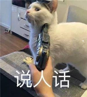 什么最旺狗