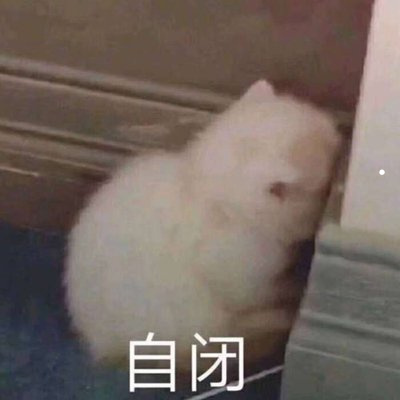 银渐层公的好养还是母的好养