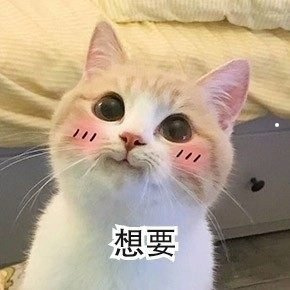 适合上班族饲养的狗