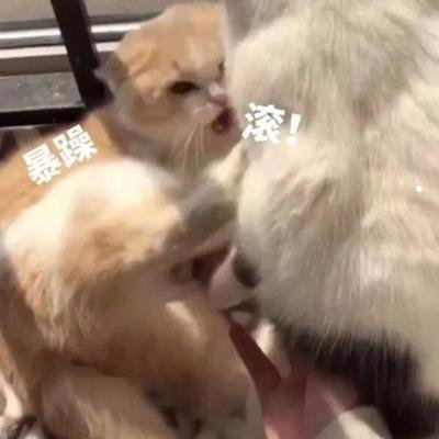 美短能卖多少钱一只