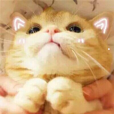床上的猫毛一般怎么处理