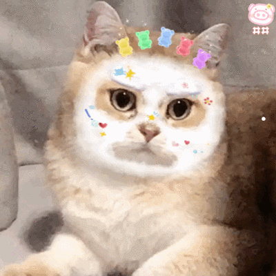 公猫母猫怎么看出来