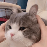 哪种猫最可爱
