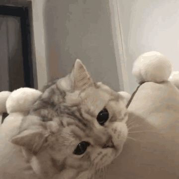 猫的胡子根部发黑