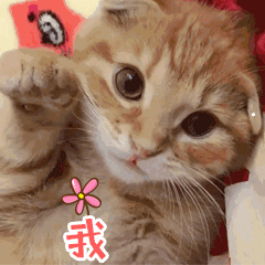 头很圆的猫是什么品种