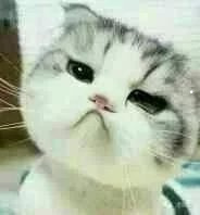 如何识别狗狗的品种