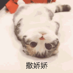 家养猫咪推荐