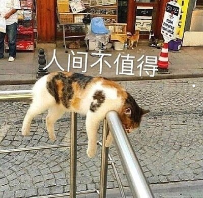 猫咪夫妻有感情吗