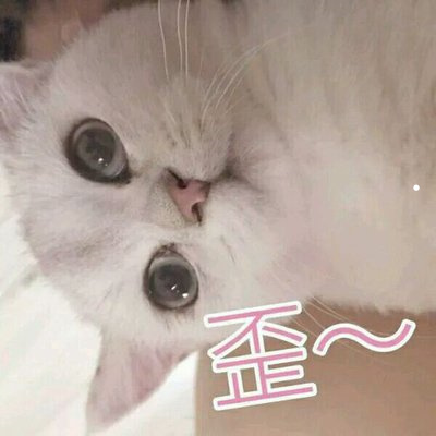 家养猫咪推荐