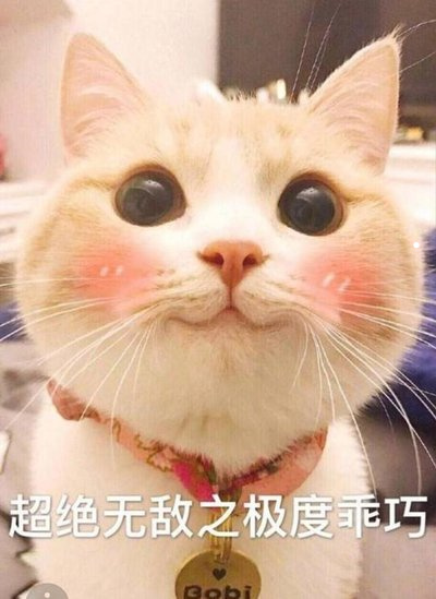 脸又大又圆的是什么猫