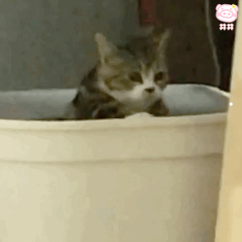 一般的家猫是什么品种