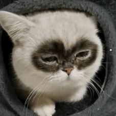那些年阻止养猫的父母