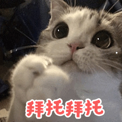 纯种英短蓝猫幼崽多少钱一只