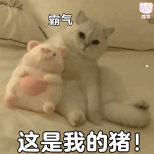 普通的猫是什么品种