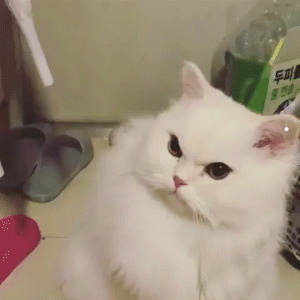 猫咪图片卡通简笔画彩色