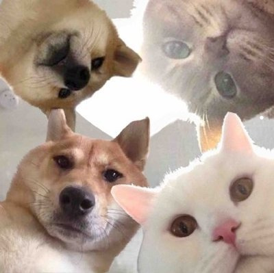 黑渐层猫
