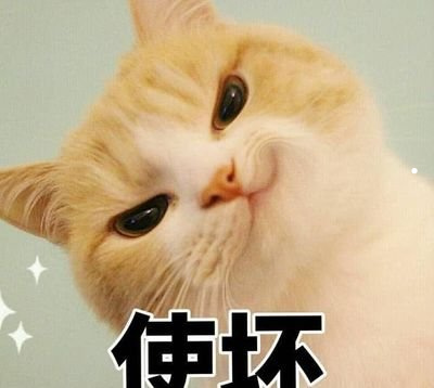 布偶猫什么样的品相好