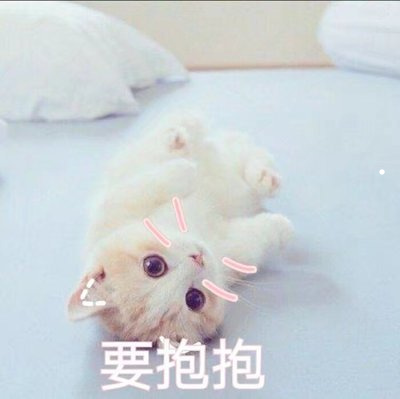 公柴犬漂亮还是母柴犬