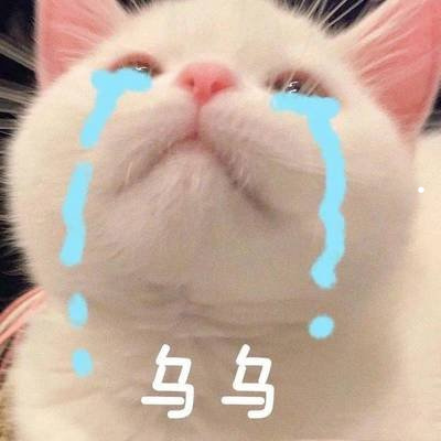 金毛小犬怎么喂养