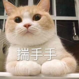 幼猫几月份开始掉毛