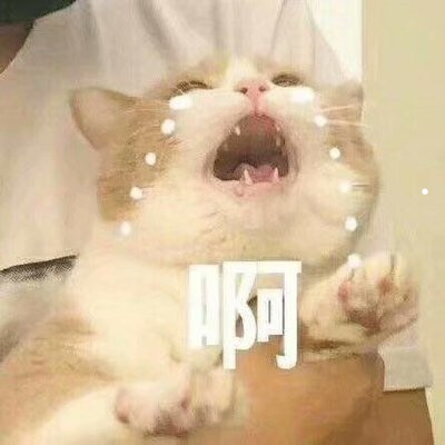 什么宠物猫好养又干净又聪明