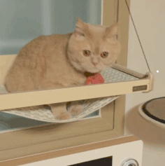 一千左右的猫咪有哪些