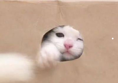 可爱图片猫咪