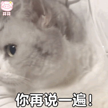 家里猫毛满天飞怎么处理