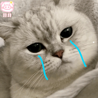 家里猫咪掉毛严重怎么办