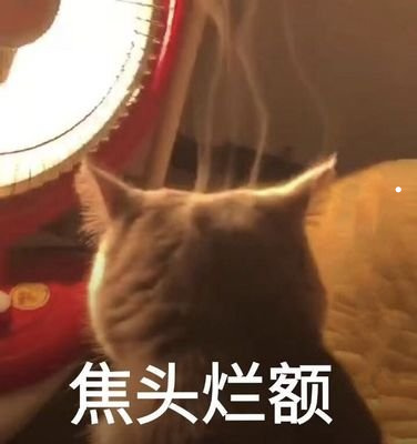 金丝熊可以几只一起养吗